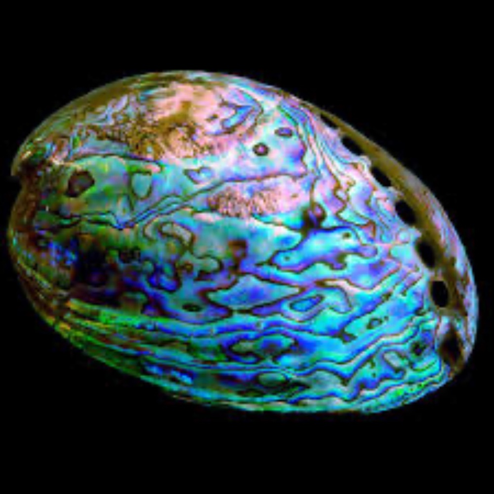 Abalone Sea Shell Hoop Earring (single) - Picture 10 of 10